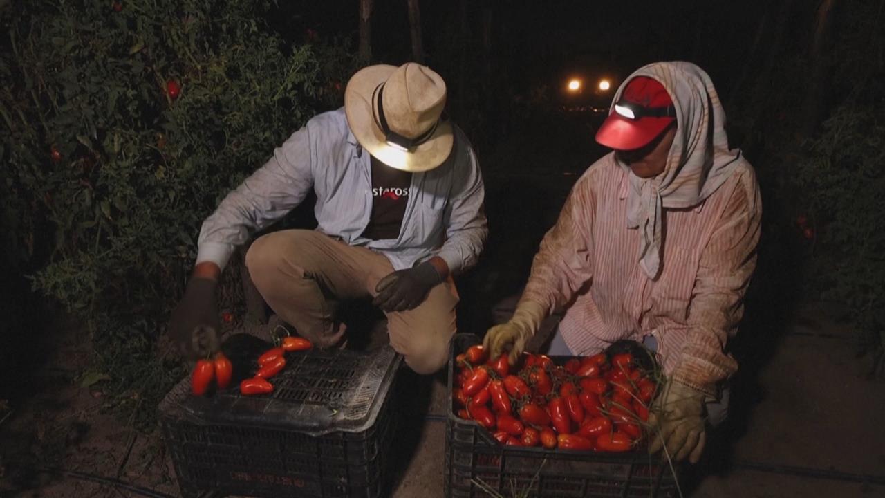 義大利高溫衝擊「番茄之王」　採收期提前約一個月改變耕作節奏
