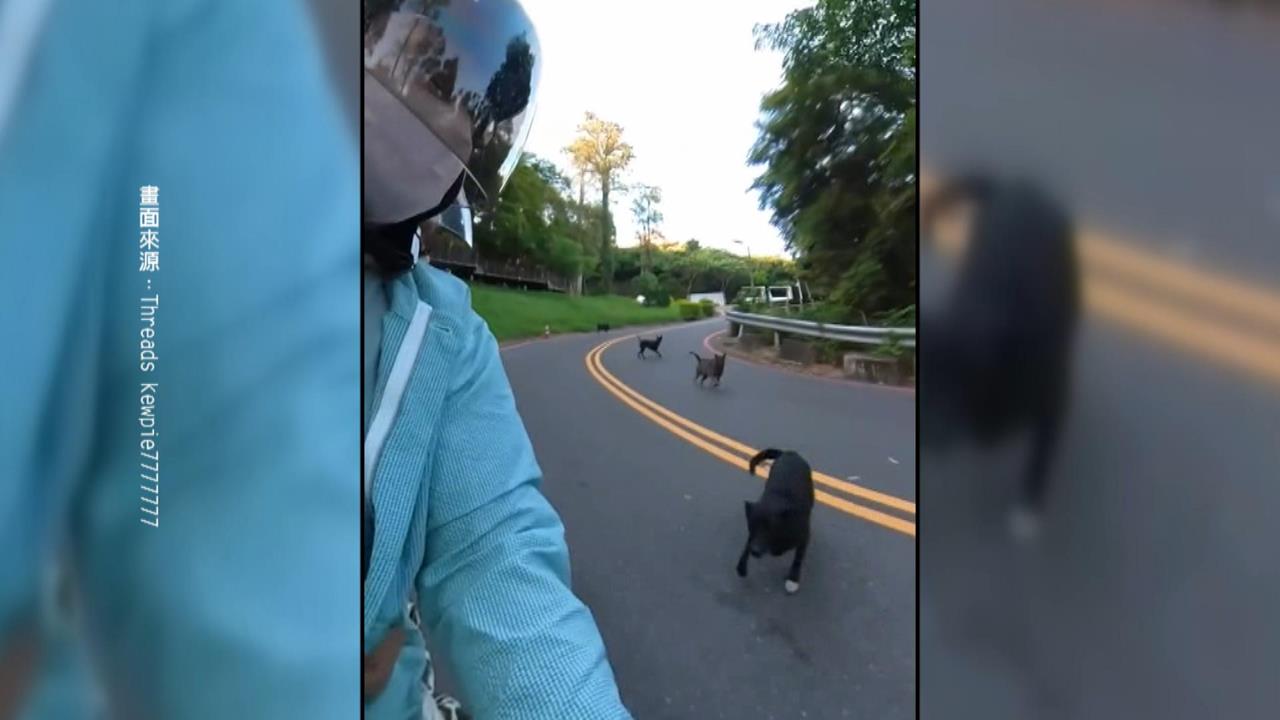 高雄壽山野狗成群亂竄！　親子騎車兜風被追嚇壞