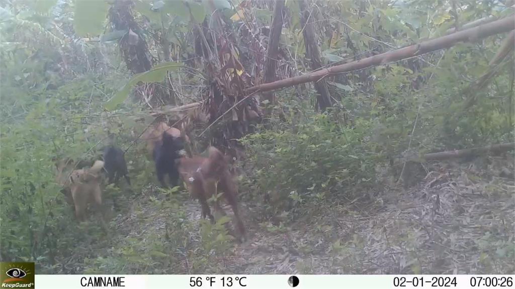 穿山甲死傷頻傳！　台南龍崎公園遊蕩犬氾濫「疑有人餵食」