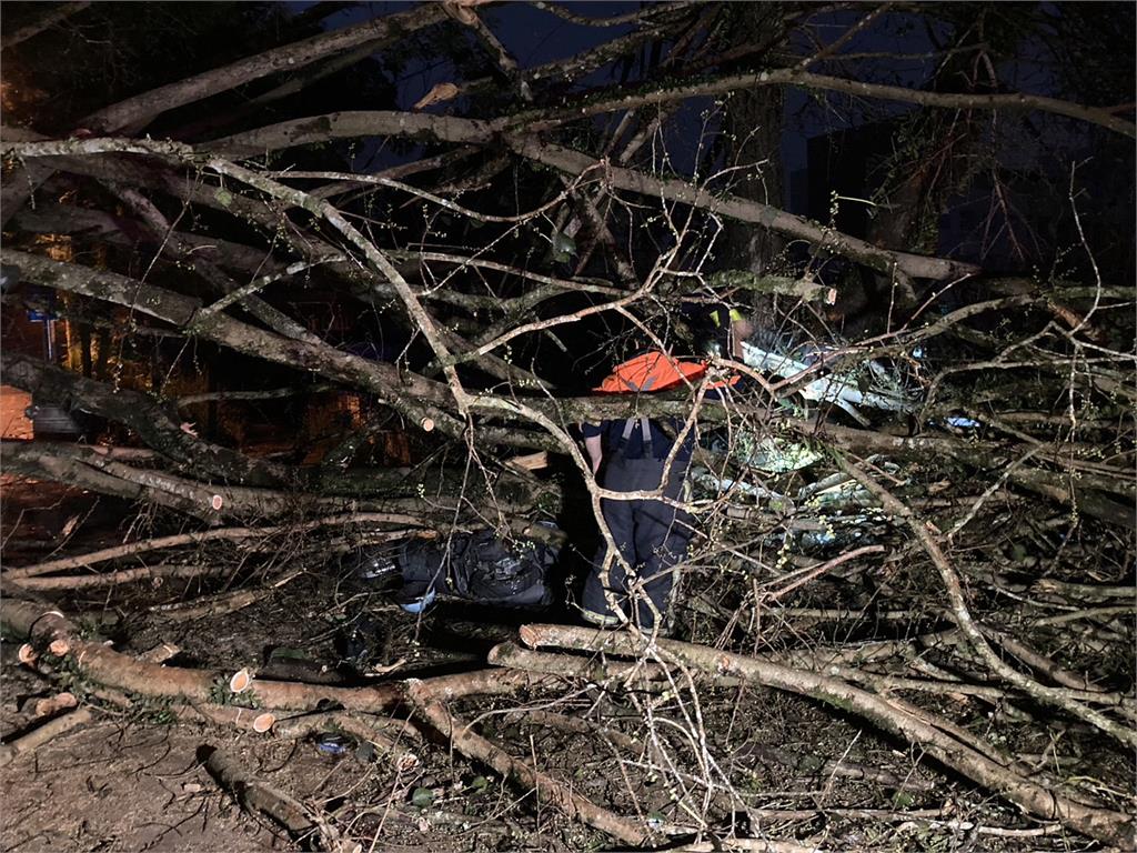 南投「地理中心碑」10米高大樹倒伏　壓傷4名晨運長者緊急送醫