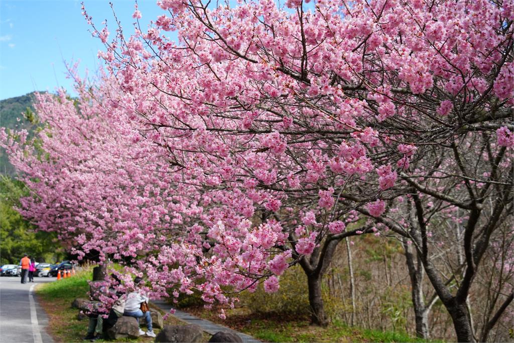 武陵農場「櫻花炸開」美景驚人！最新花況網一看嗨喊：在路上了