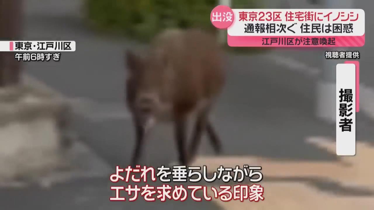 東京江戶川區驚見「野豬」逛大街　專家：疑從7公里外走來