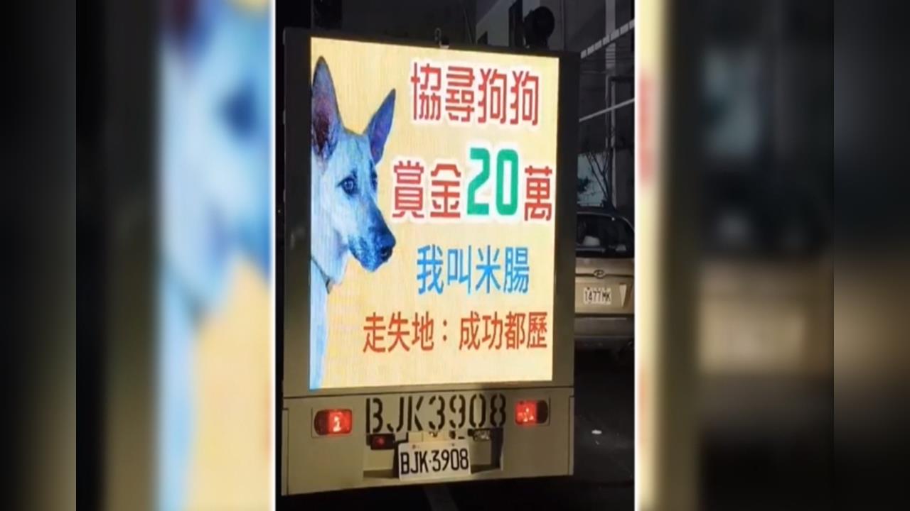 台東米克斯犬"米腸"走失! 送養人開20萬高價急尋