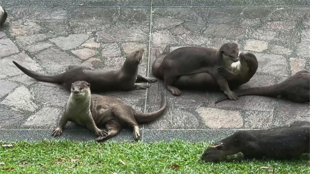新加坡植物園野生水獺群出沒　竟攻擊狂咬運動民眾
