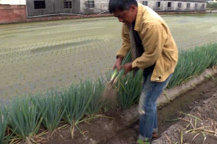 休市菜價崩雲林慘！縣府緊急啟動補助救菜農