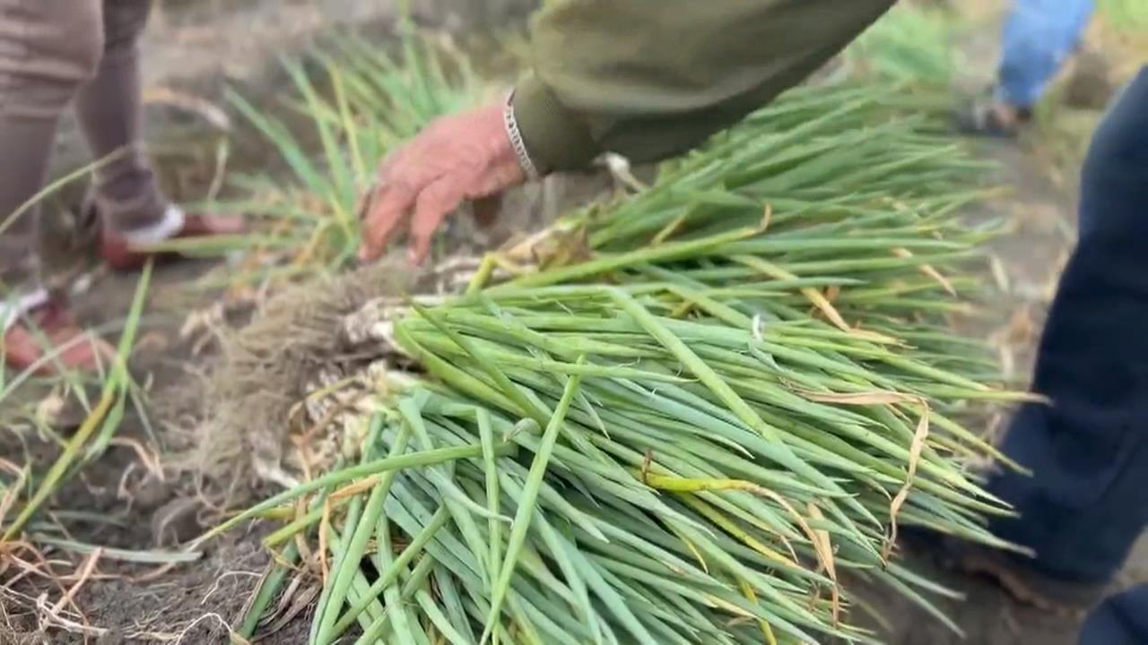 限時搶便宜！ 芳苑蔥田"自採每台斤10元.中低收5台斤免費"