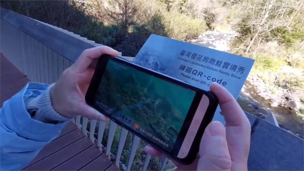 掃QRCODE立馬看 櫻花鉤吻鮭上演實境秀