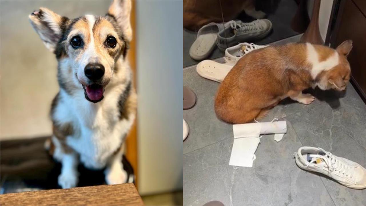 手搖飲老闆涉虐15歲失智柯基掀爭議!律師聲明曝光…網怒了:到底在供X小