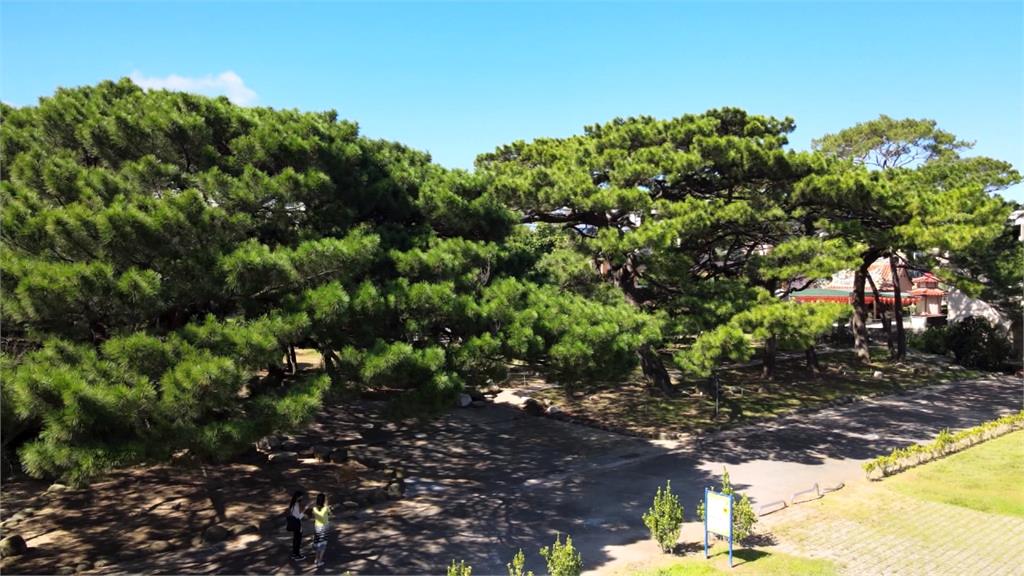 見證百年風華　斗煥國小琉球松展現強韌生命力