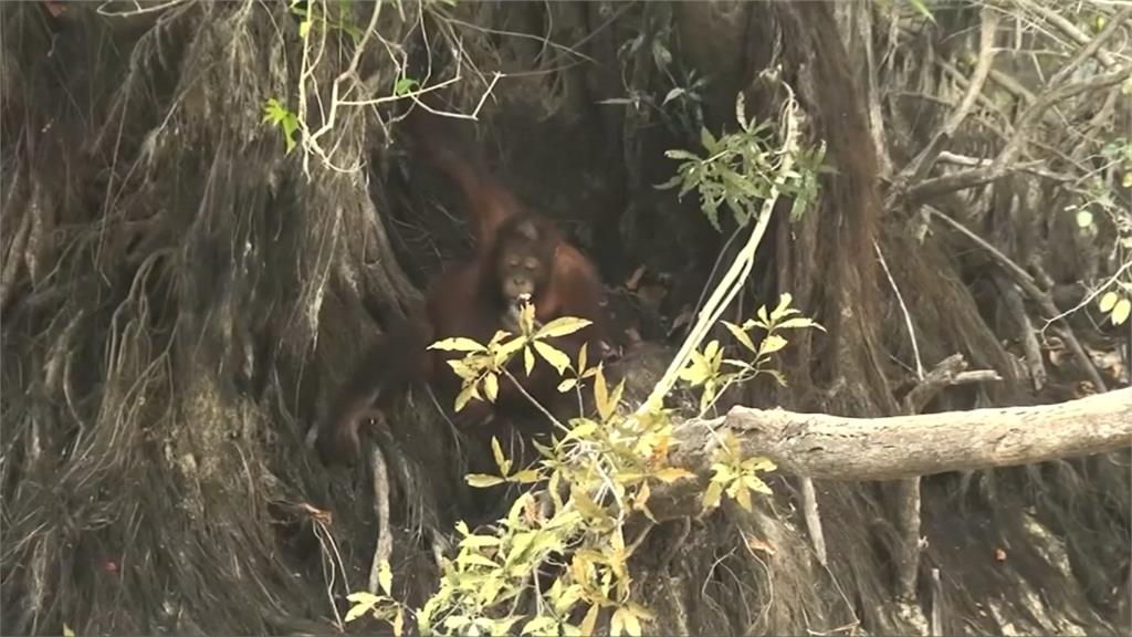 保育悲歌！印尼野火霾害擴散 紅毛猩猩呼吸道感染