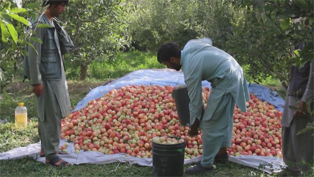 巴基斯坦貨幣貶值　阿富汗農產豐收仍賣嘸好價錢