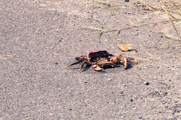 繁殖高峰期！「兇狠圓軸蟹」竟慘死