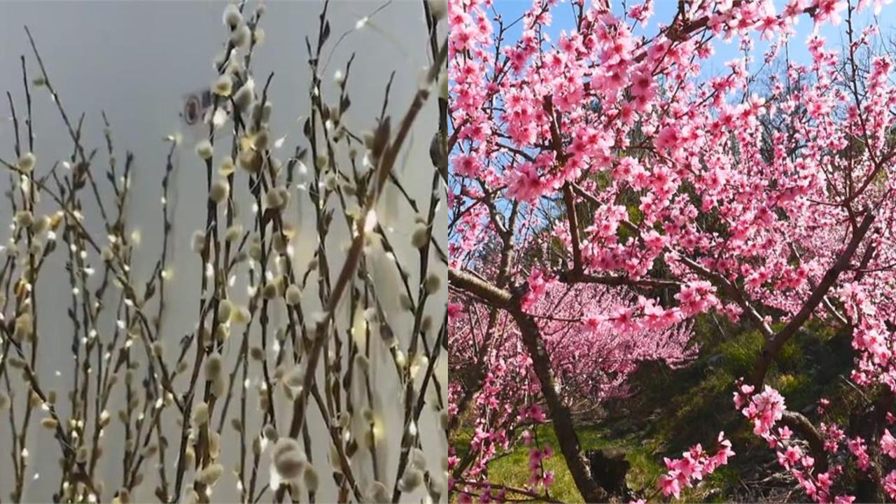 銀柳+桃花=有錢花!命理師揭「過年這期間」擺在家可改運…關鍵3方位曝光