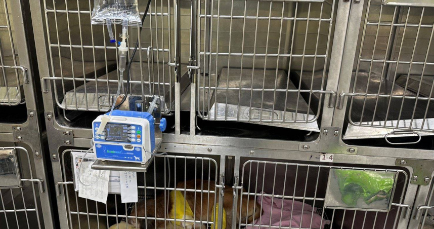 飼主要求也不行！寵物保母到府替貓咪打針　最高恐罰50萬