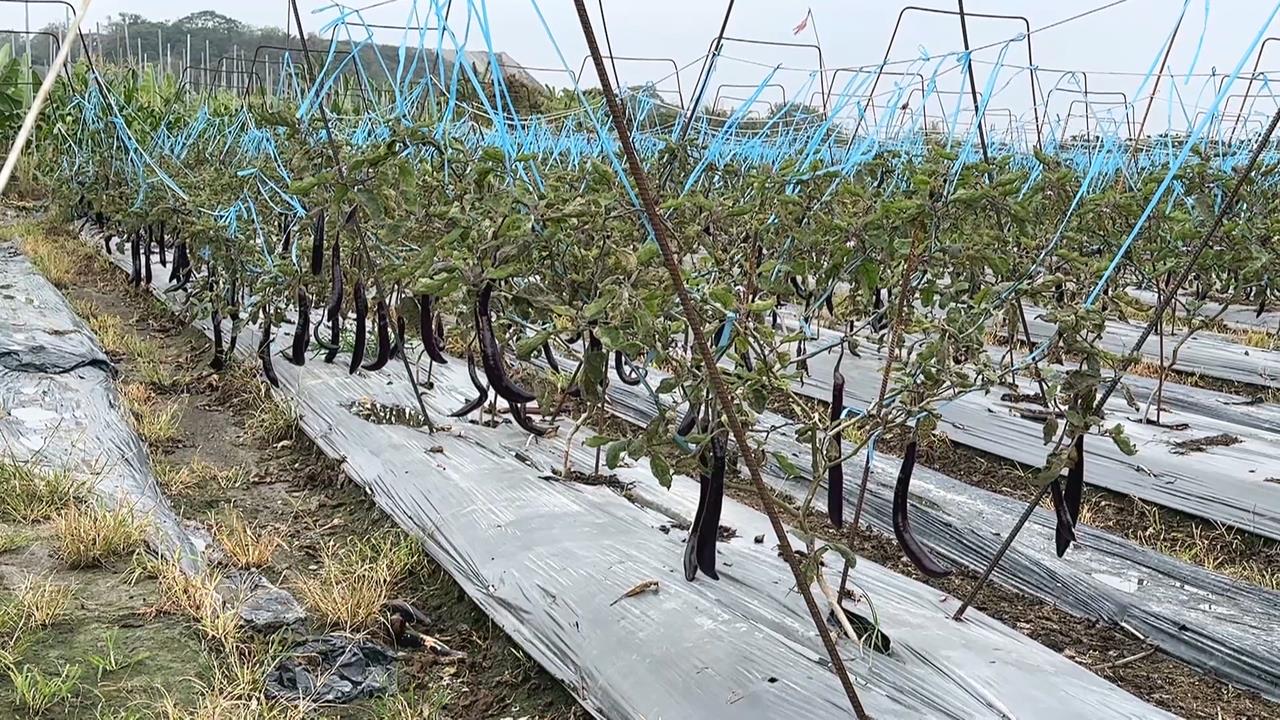 缺水！美濃農民輪流灌溉　排隊到半夜「無法睡覺」