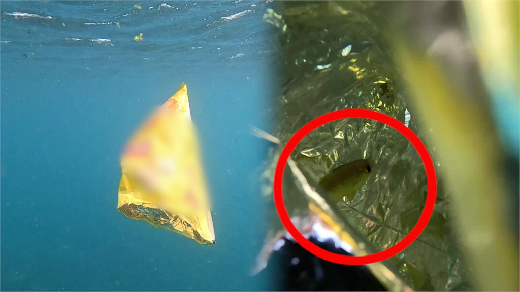 自潛女海中發現零食袋　打開驚見「幼魚與垃圾共生」心疼喊：沒有人是局外人
