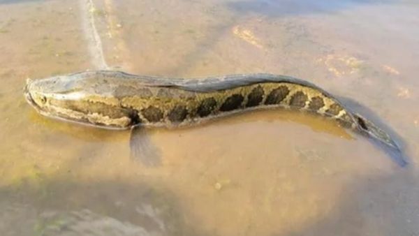 離水不死的「蛇頭魚」入侵美國!當局警告:砍頭撲殺