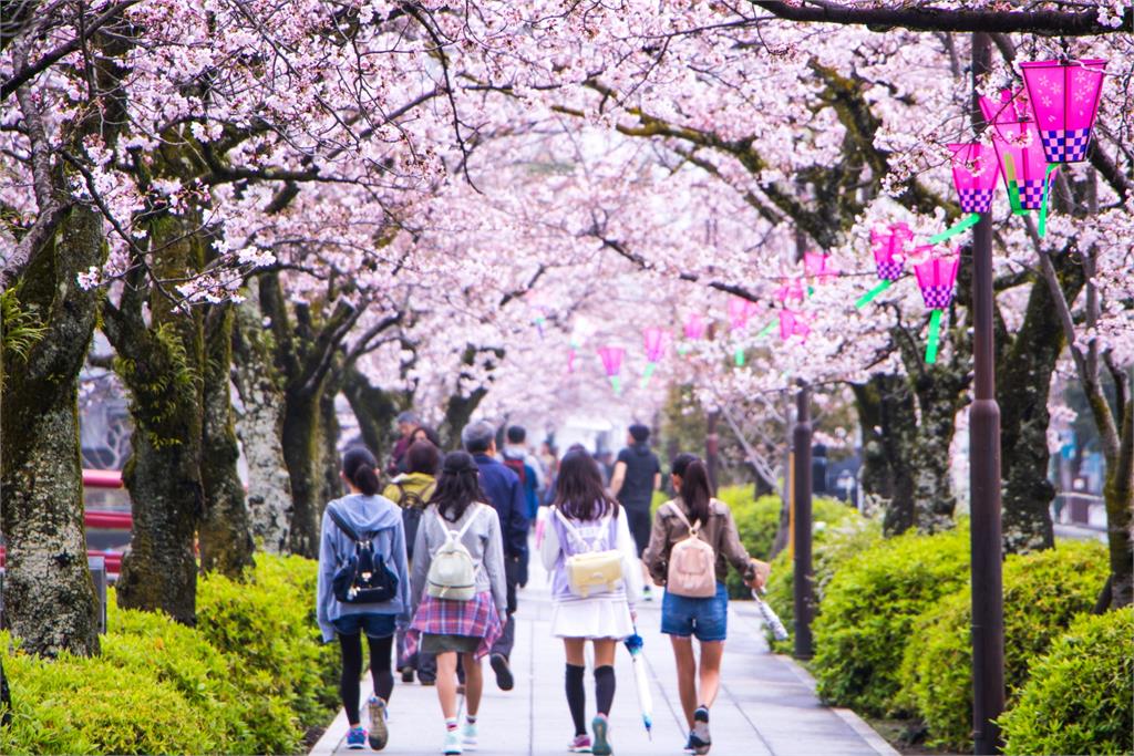 追櫻族1圖秒看「日本櫻花季」最新預測！專家曝「整體偏早」特別是這區