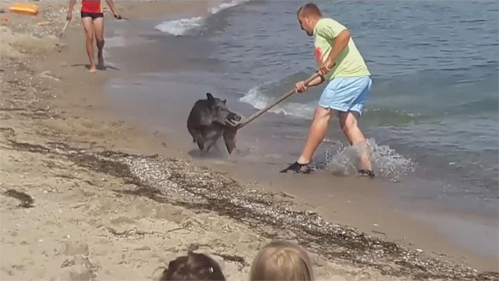 野豬突闖德國海灘 泳客驚嚇全都讓路