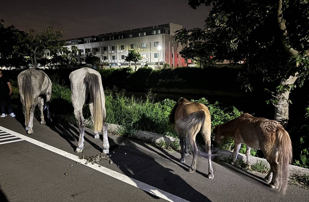 馬兒逛大街　 警民聯手護馬等飼主1小時