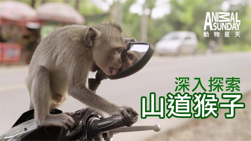 「真猴版」山道猴子！配音員神詮釋台七乙生態　網笑翻：最強紀錄片