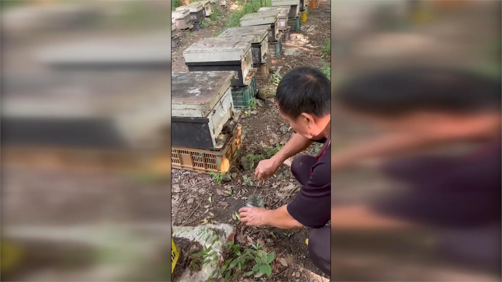 虎頭蜂繁殖期攻擊養蜂箱　蜂農損失逾20萬