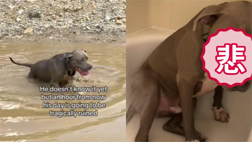 比特犬開心洗泥巴浴！回家洗澡秒變臉「斜眼怒瞪主人」：每次都這樣…