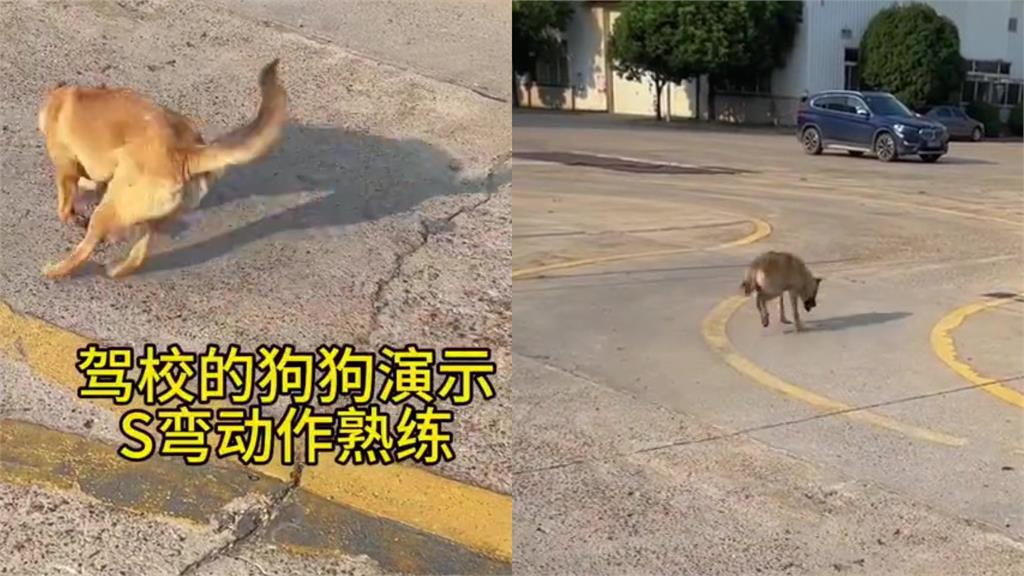 「駕訓班大學長」S型過彎甩尾!「四輪驅動汪」超熟練網哭了:連狗都不如