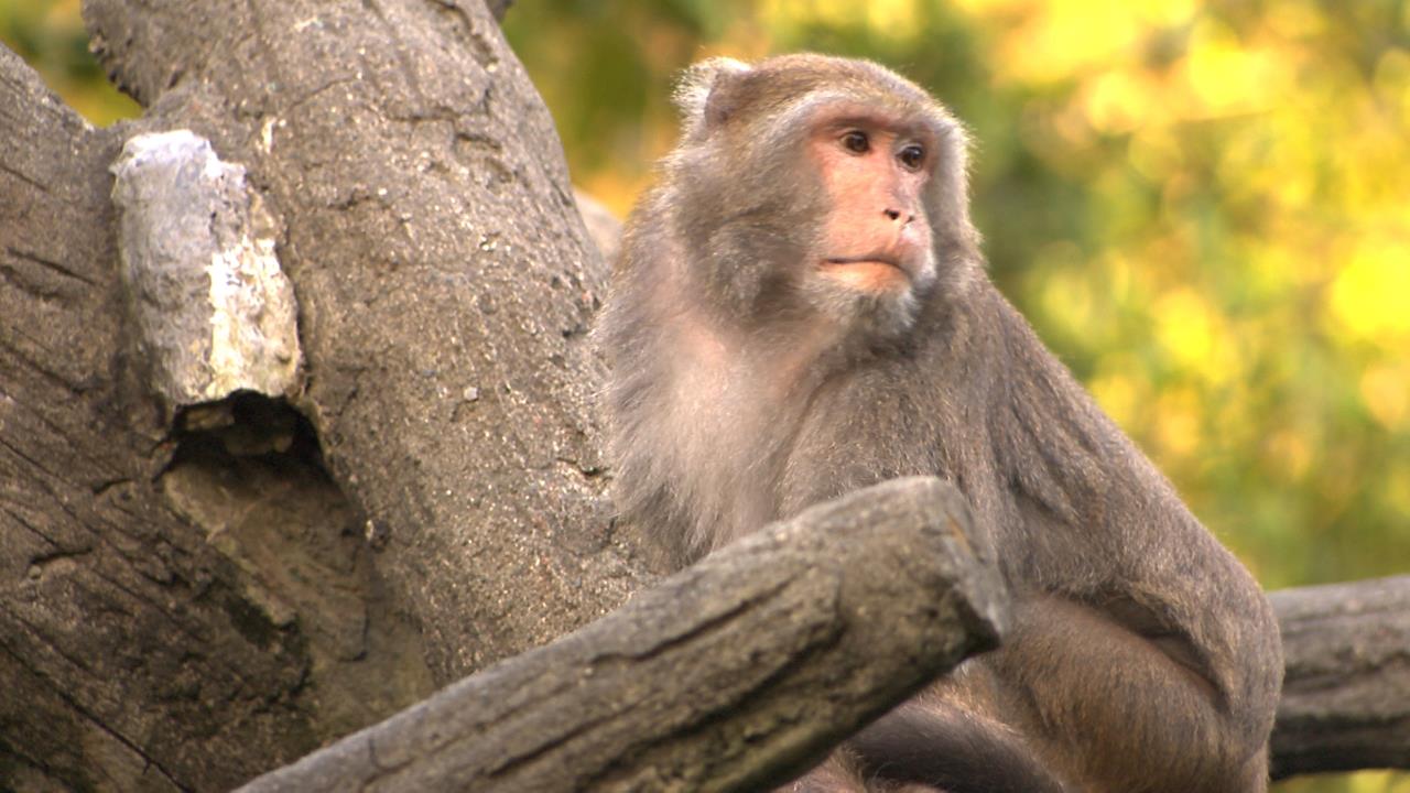 遭猴子三度闖入 袁艾菲新店美宅頻受干擾