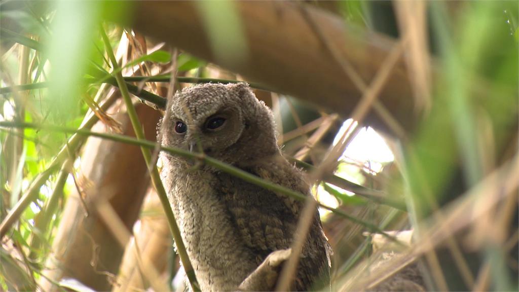 高雄烏松濕地公園捕捉二級保育類動物「領角鴞」蹤跡　　模樣呆萌可愛