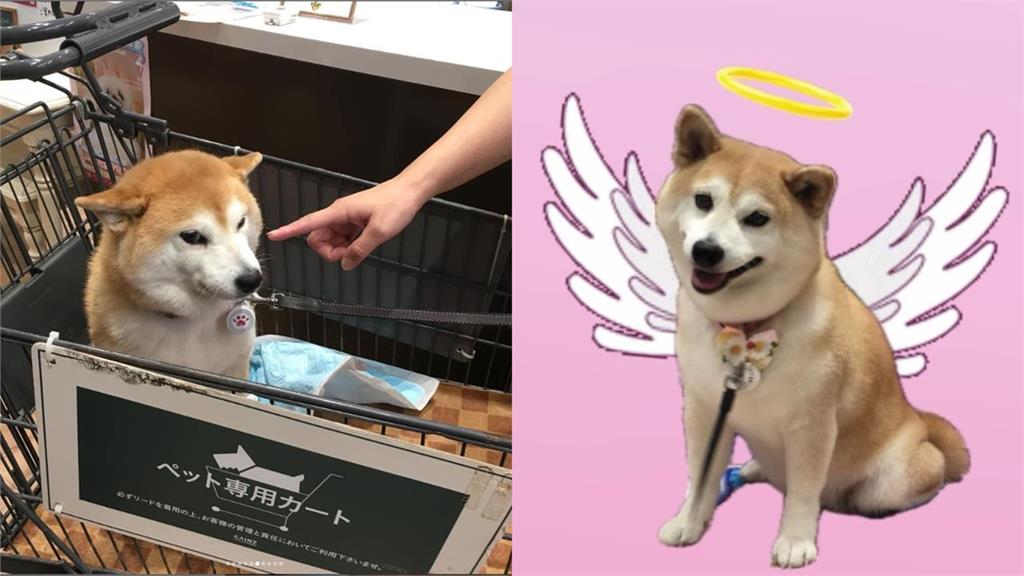 「不可以色色」迷因柴犬本尊驚傳離世!主人親證實:牠踏上彩虹橋了