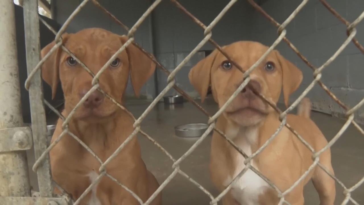 冬季風暴前美動保顧動物　救出近300隻狗狗