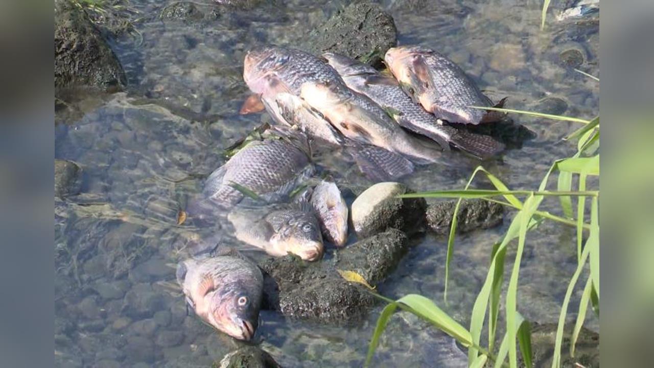 新竹豆子埔溪赫見大量魚群暴斃 縣府開3水井補水