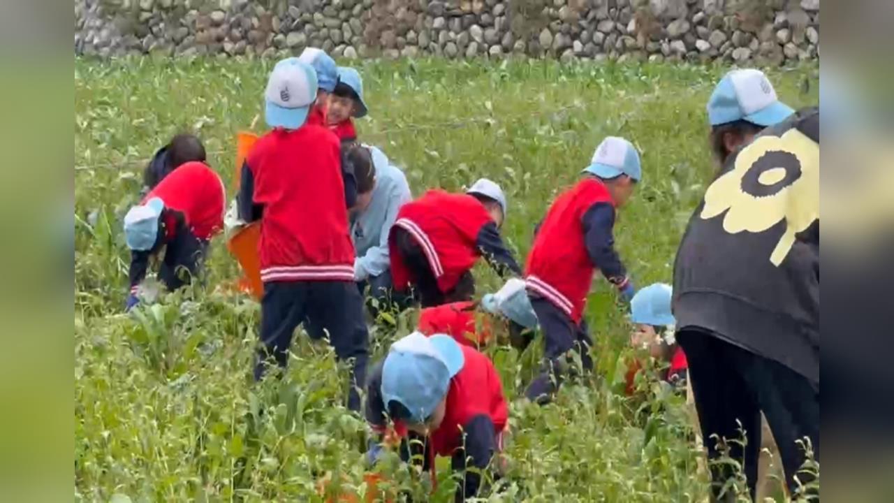 台東"千人蘿蔔季"月底登場 北市幼兒體驗拔蘿蔔