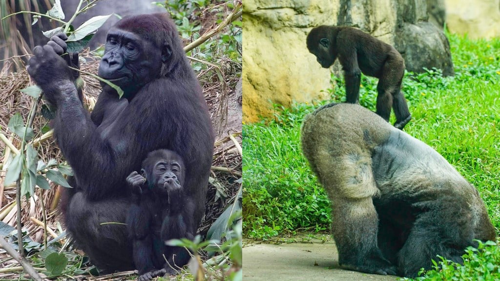 動物園金剛猩猩「迪亞哥」是暖爸！樂當寶寶遊樂器材任牠全身爬　網笑喊：終於爬到「大臀山」