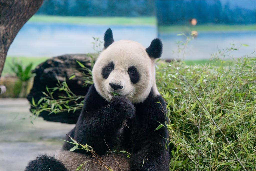 大貓熊「圓圓」邁入高齡生活 健康狀況曝光