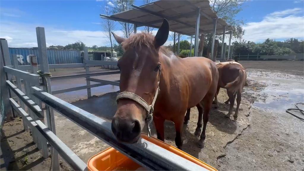 馬路上有馬! 宜蘭7匹馬兒"逆向逛大街" 目擊駕駛傻眼