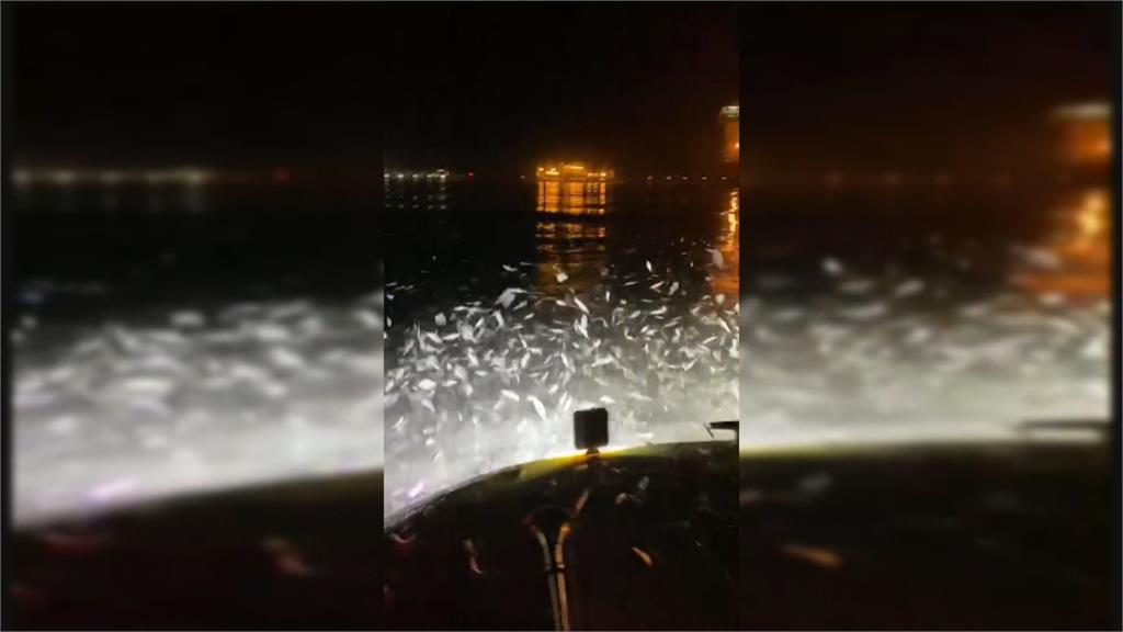 季節限定奇景！　浮游食物增　台南運河現大群青鱗魚
