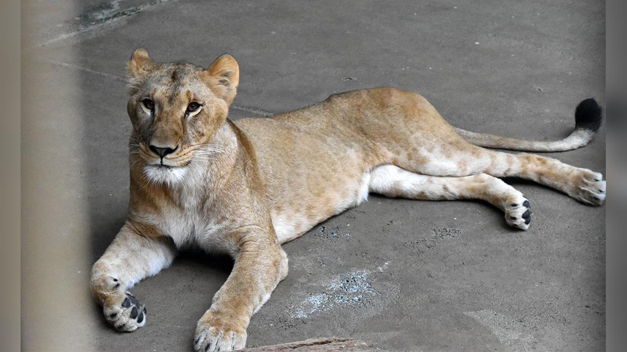 熱浪襲日奪命！ 東京動物園3頭母獅疑中暑死亡