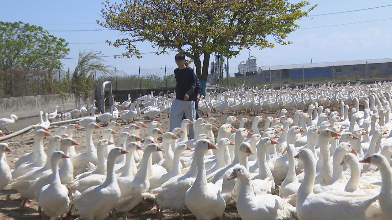 雲林力拚產業升級! 養鵝重鎮四湖鄉走向「智慧農業」
