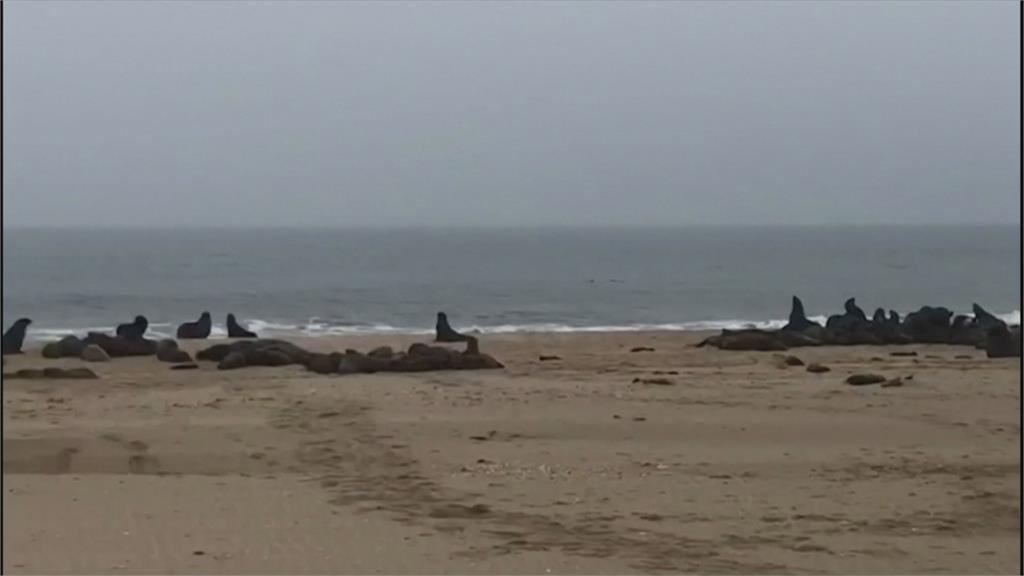 7千海狗寶寶橫屍海灘 納米比亞海狗離奇集體早產
