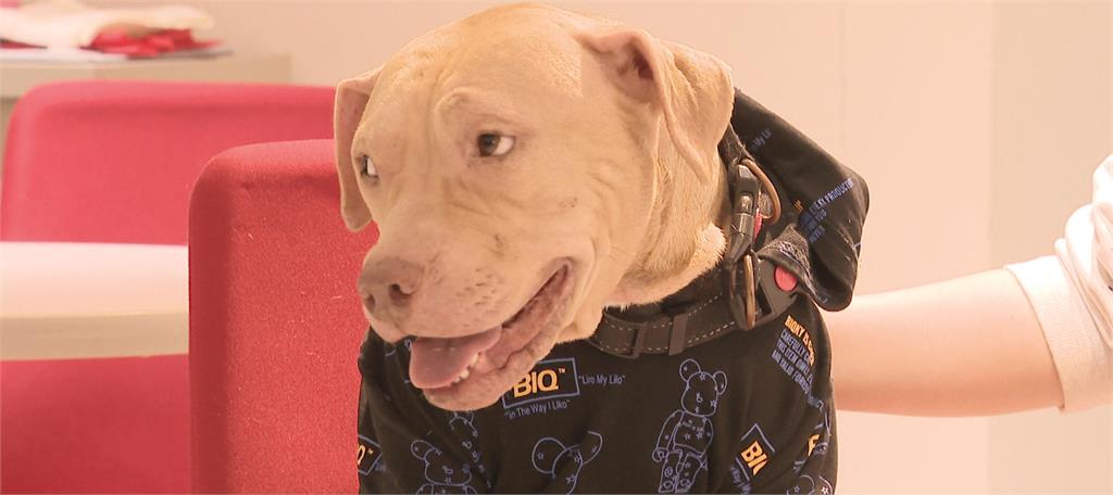 異言堂(影)／獨！兇狠比特犬轉性秘辛