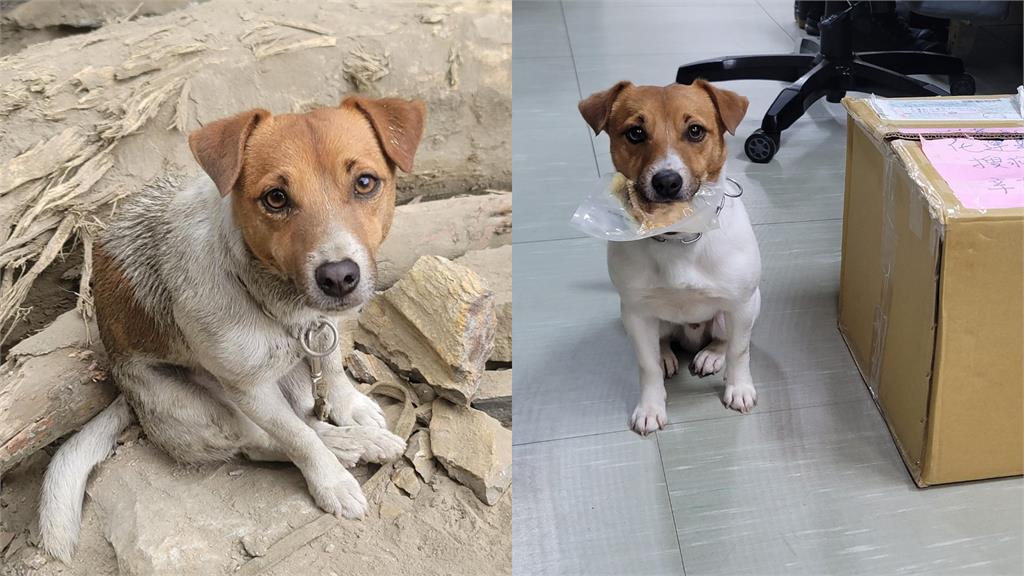 昔在花蓮大地震立功…搜救犬「小鋼砲」Wilson訓練墜樓亡!領犬員下場曝光