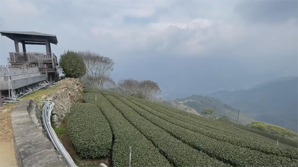 嘉義梅山鄉大風埕爆紅！　茶園一片連綿...遊客湧入「超級八卦陣」