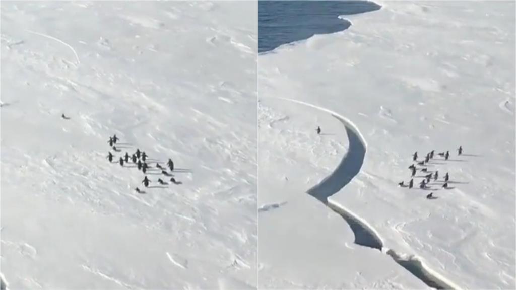 超驚險畫面！企鵝散步意外踩浮冰　「下秒冰層裂開」牠嚇傻驚逃