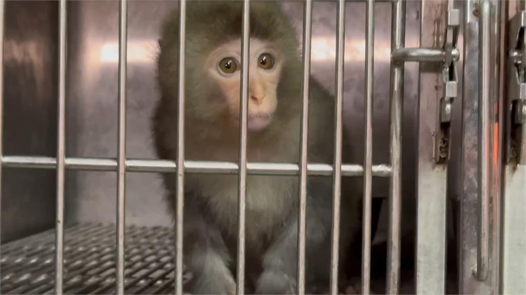不愛吃水果？小獼猴巷弄亂竄　拿出雞排成功誘捕