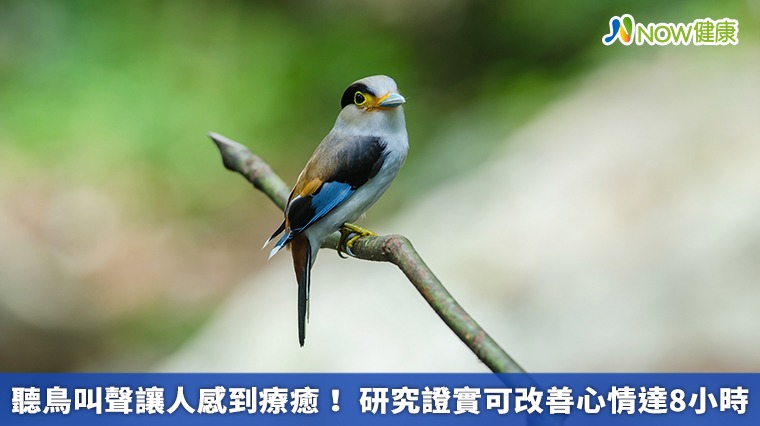 聽鳥叫聲讓人感到療癒！研究證實可改善心情達8小時