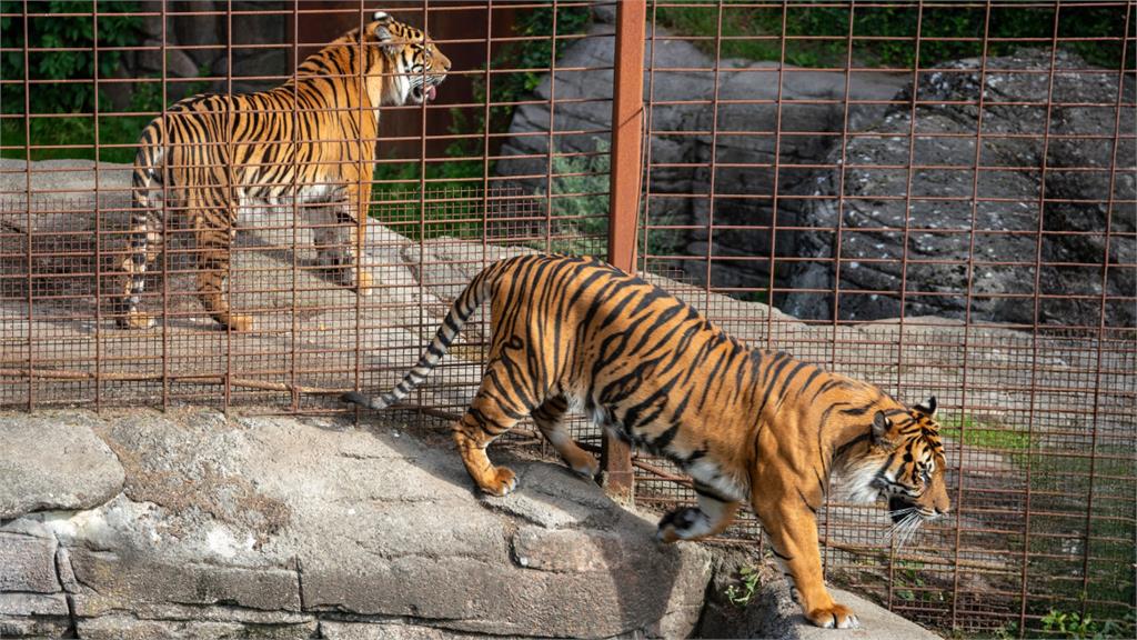 丹麥動物園募集「棄養寵物」餵猛獸！模仿自然食物鏈網驚嘆：這太狠了