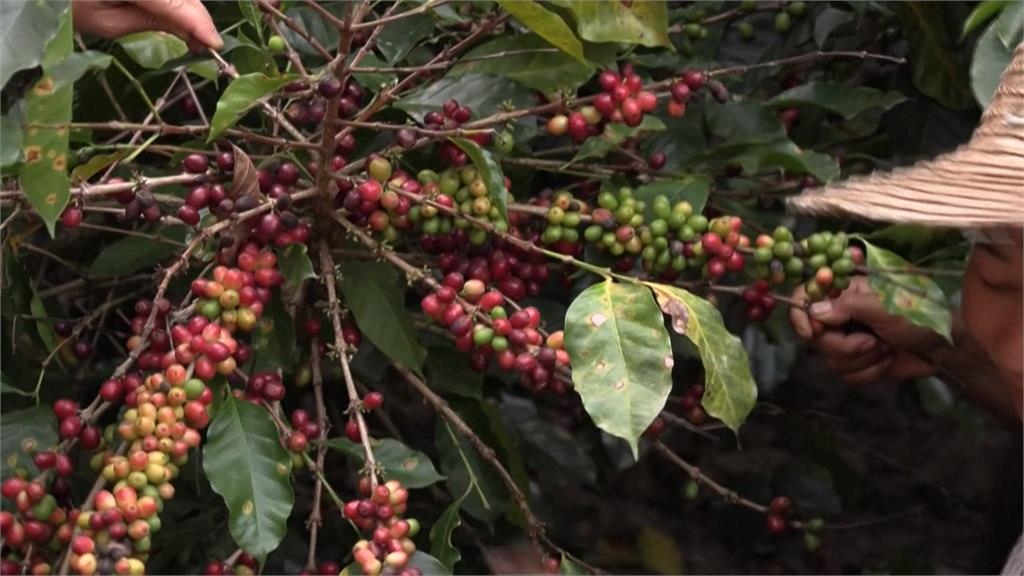 不只普洱茶！　雲南盛產「咖啡豆」農民拓展精品市場