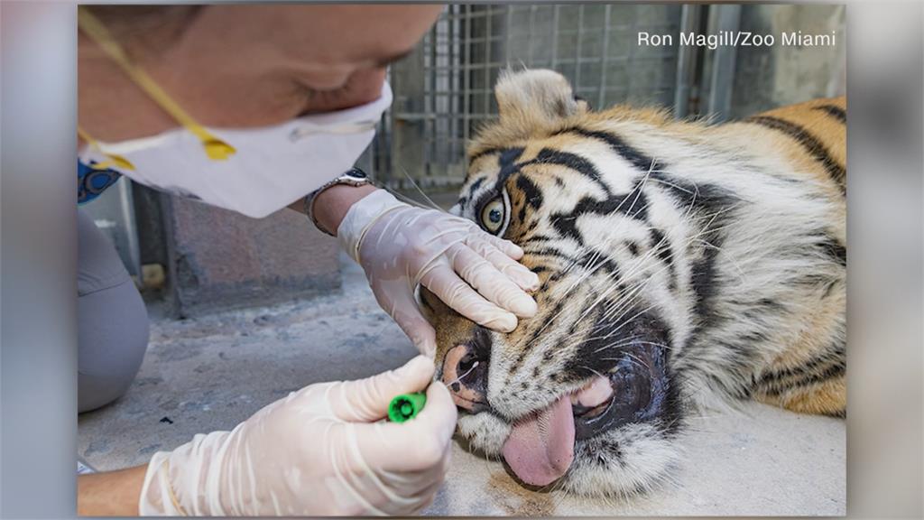 老虎病懨懨怕中武肺 邁阿密動物園戳虎鼻幫篩檢